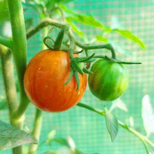 Semilla de Tomate Red Zebra