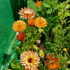 Semilla de Caléndula Strawberry blonde