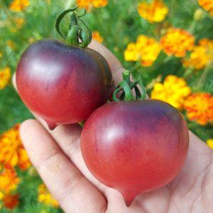 Semilla de Tomate Jolie Coeur