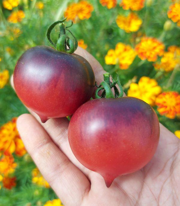 Semilla de Tomate Jolie Coeur