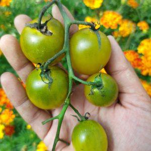 Semilla de Tomate Green Grape