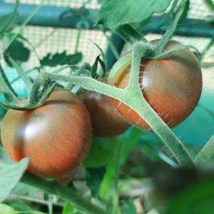 Semilla de Tomate Cherry Morado