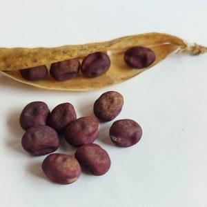 Semilla de Arveja morada