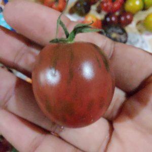 Semilla de Tomate Black Zebra
