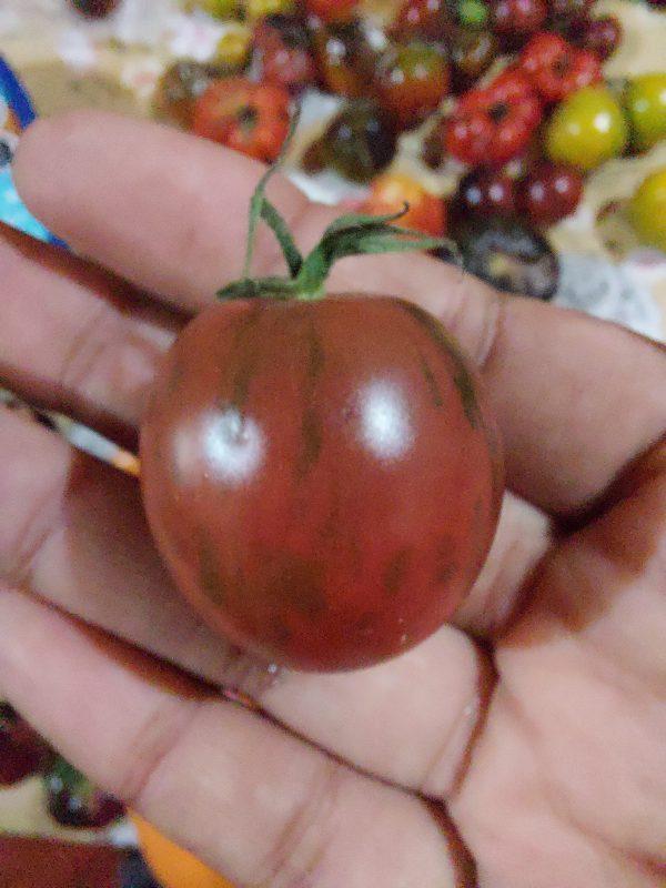 Semilla de Tomate Black Zebra