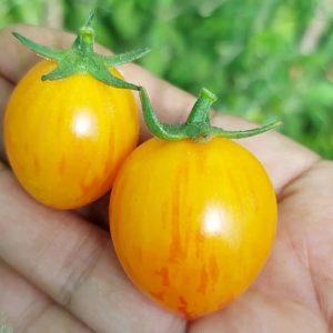 Semilla de Tomate Sunrise Bumblebee