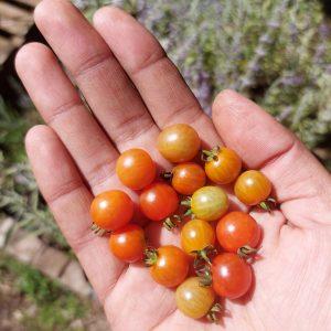 Semilla de Tomate Tenca