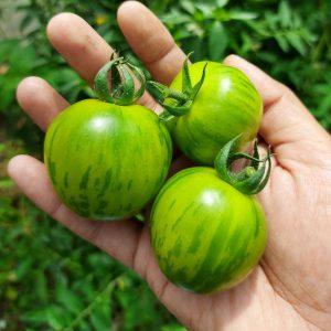 Semilla de Tomate Vernisagge Green