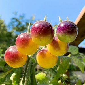 Semilla de Tomate Indigo Gold Berries