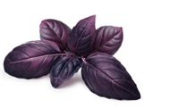 Semilla de Albahaca morada