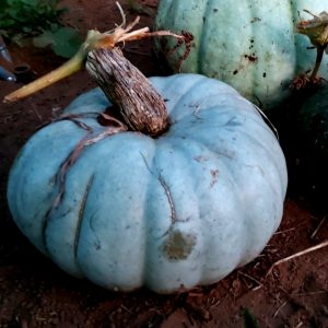 Semilla de Zapallo Jarrahdale