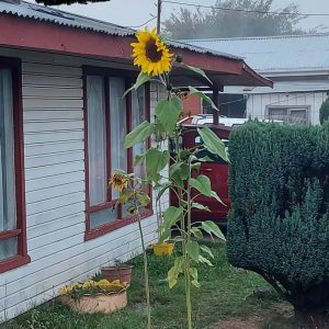 Semilla de Girasol gigante de Florida