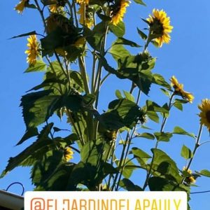 Semilla de Girasol gigante de Florida