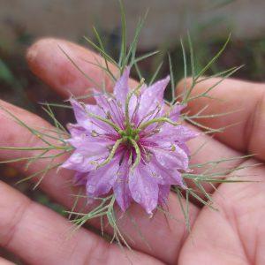 Semilla de Nigella Damascena