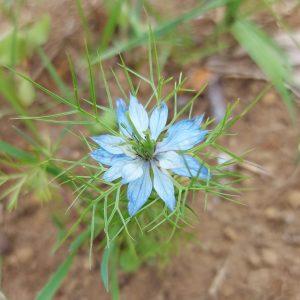 Semilla de Nigella Damascena