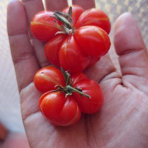 Semilla de Tomate Reise