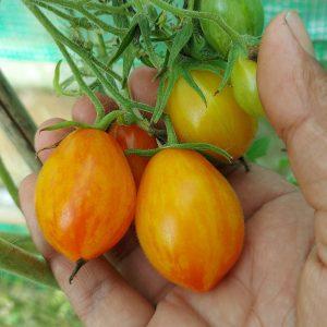 Semilla de Tomate Lufichoise