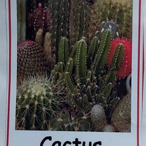 Semilla de Cactus variado