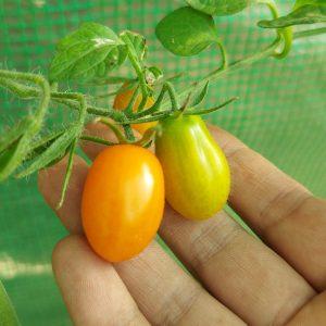 Semilla de Tomate Uva Naranjo Alemán