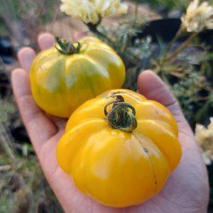 Semilla de Tomate Florentine Beauty