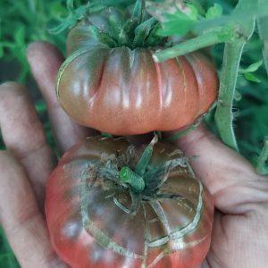 Semilla de Tomate Purple Calabash