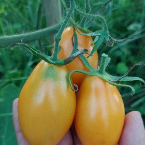 Semilla de Tomate Roma Naranjo