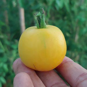 Semilla de Tomate Wapsipinicon Peach