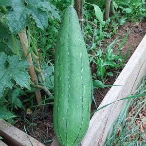 Semilla de Luffa