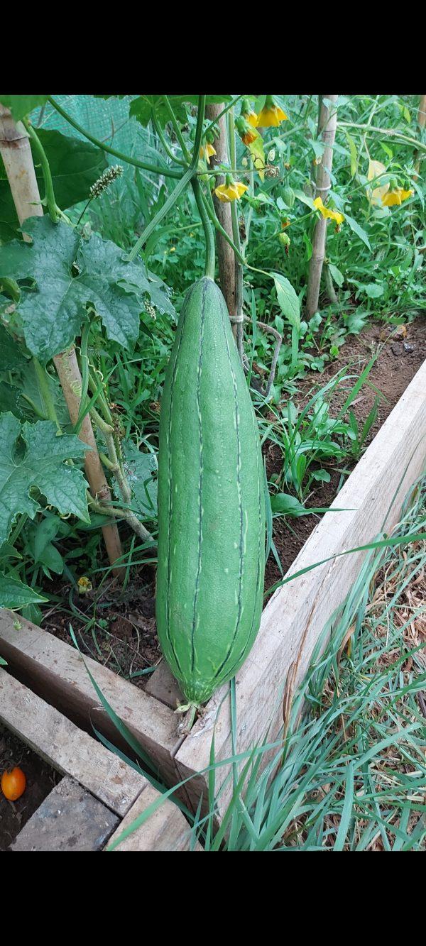 Semilla de Luffa