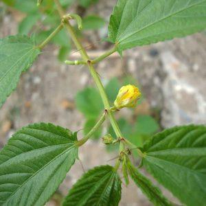 Semilla de Espinaca Egipcia