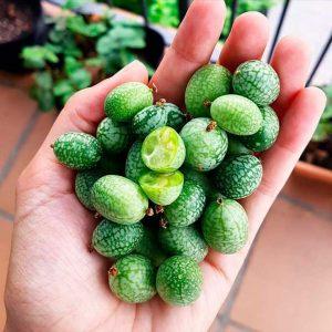 Semilla de Cucamelon
