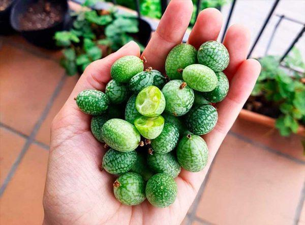 Semilla de Cucamelon