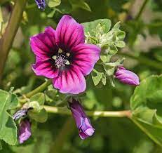 Semilla de Malva Arbórea