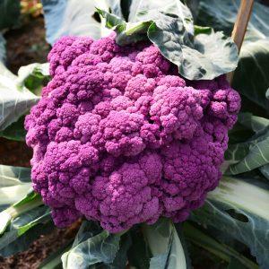 Semilla de Coliflor Morado de Sicilia