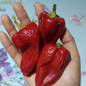 Semilla Pimentón Paprika