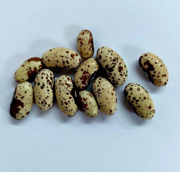 Semilla de Poroto Codorniz