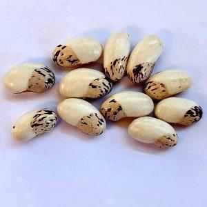 Semilla de Poroto Caturro (Zapatito)