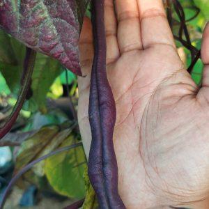 Semilla de Poroto Carminat