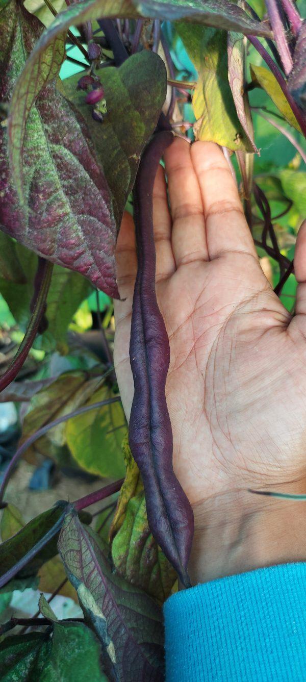 Semilla de Poroto Carminat