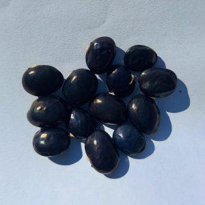 Semilla de Poroto Marvel of Venice