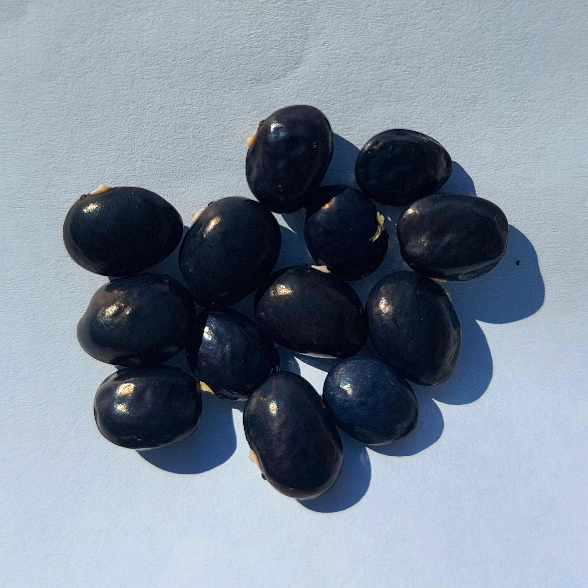 Semilla de Poroto Marvel of Venice