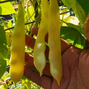 Semilla de Poroto Marvel of Venice