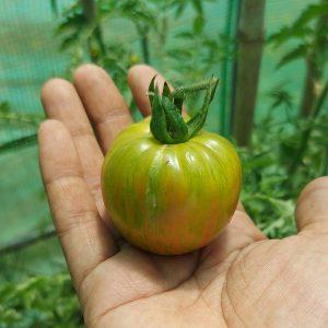 Semilla de Tomate Kozula