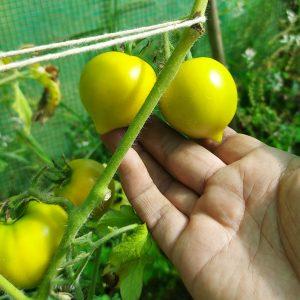 Semilla de Tomate Yellow Oxheart