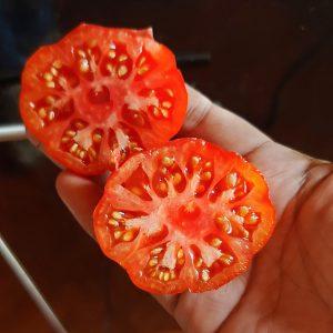 Semilla de Tomate Rosso Siciliano