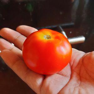 Semilla de Tomate Renguino