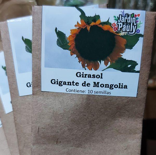 Semilla de Girasol Gigante de Mongolia