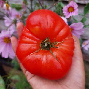 Semilla de Tomate Limachino