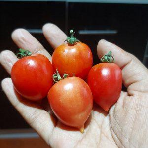 Semilla de Tomate Ramallet