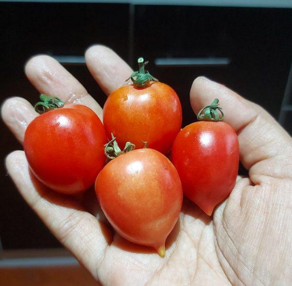 Semilla de Tomate Ramallet